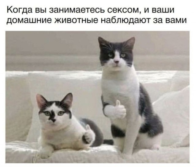 Веселые картинки в понедельник (12.10)