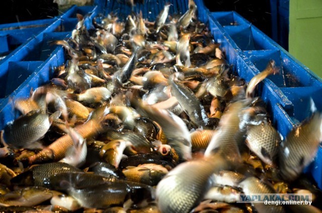 Ловцы грез: репортаж из белорусского рыбхоза