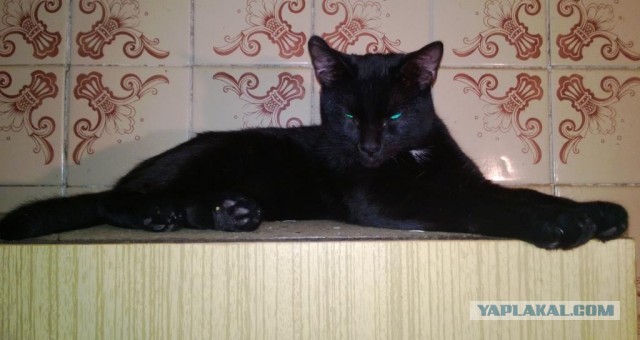 Новый член семьи