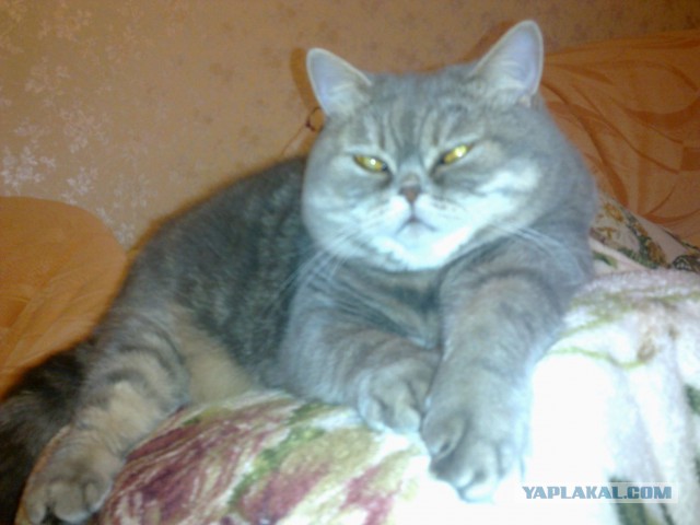 Котовторник 29.04.14.