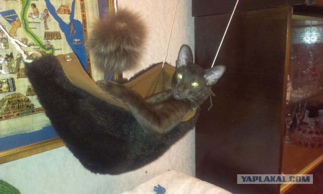 Котовторник 19.08.2014