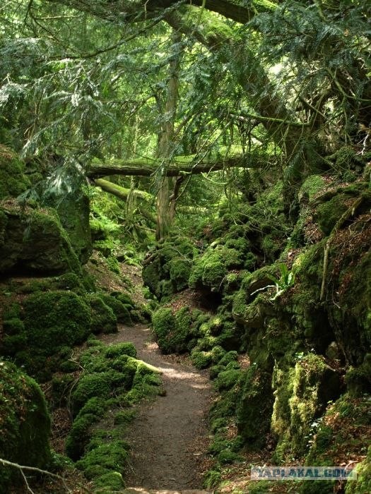 Puzzlewood - загадочный лес (19 фото)