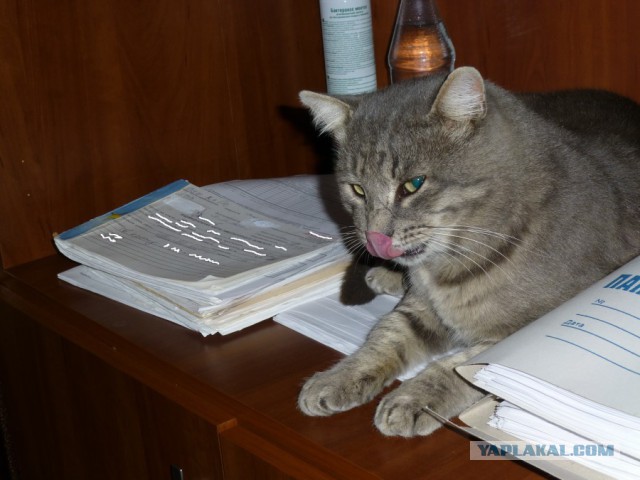 Будем пользу причинять да ласкам подвергать