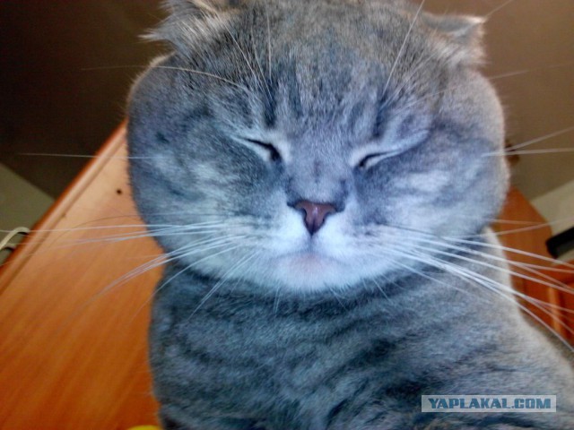 Котовторник 2.12.14