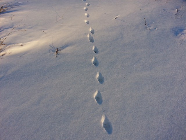 Есть следопыты на ЯПе?