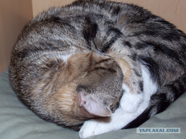 Котовторник 24.03.2015