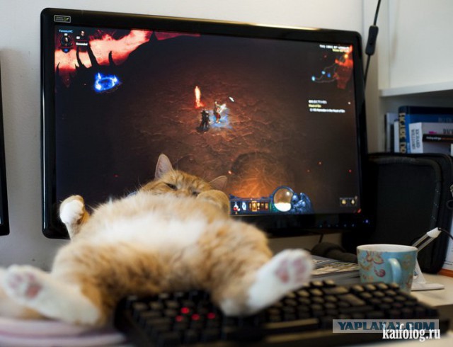 Забавные картинки из Сети