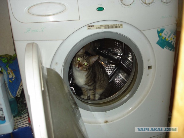 Котовторник 09.06.2015