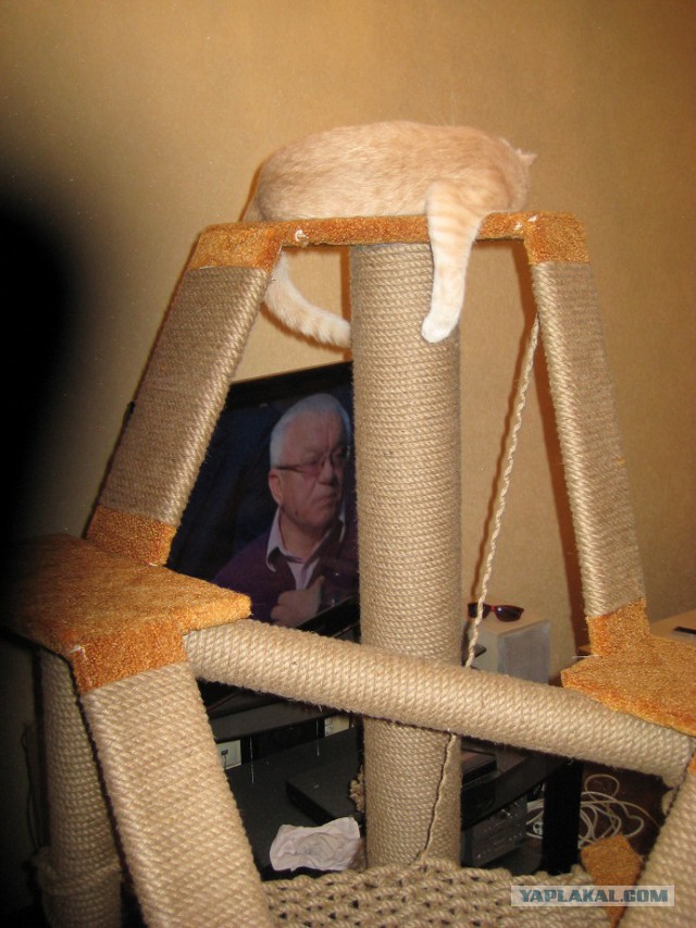 Кошкин дом - он такой