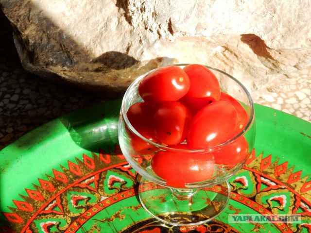 Паста с водкой (опять итальянская вечнозеленая кухня)