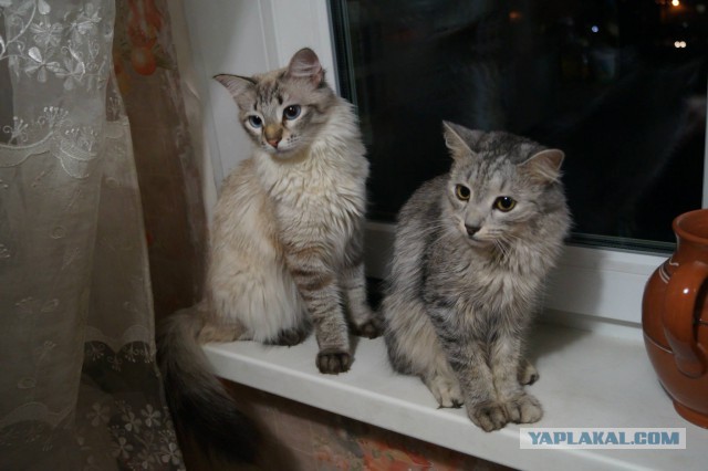 Кот-падоног. Есть у вас такой?