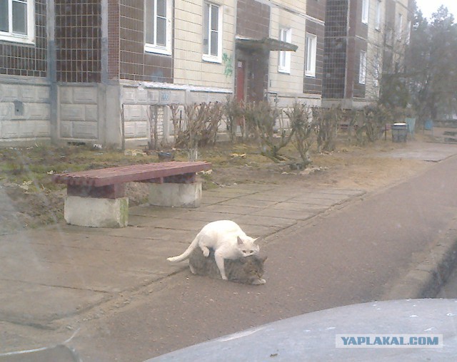 КотоВторник 26.04.2016