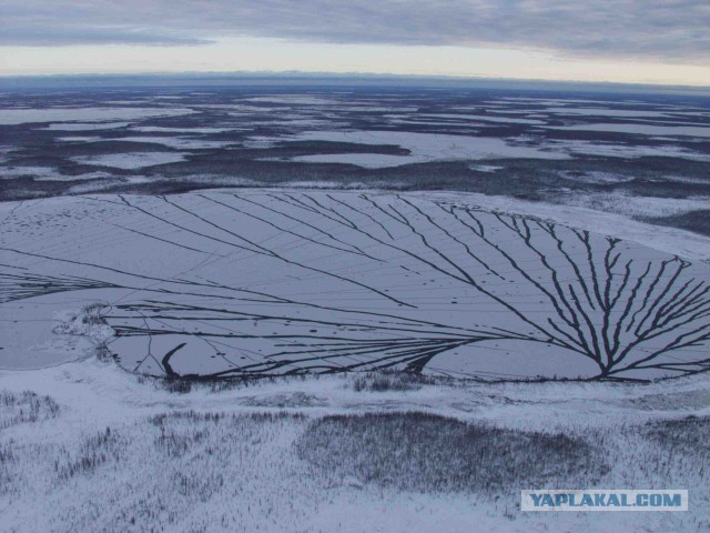 На Google Earth уфологи заметили гигантского паука, размером с автобус