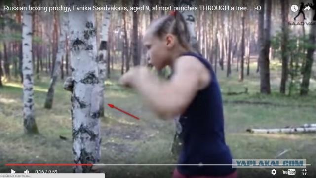 Девятилетняя боксерша крошит ствол березы в труху