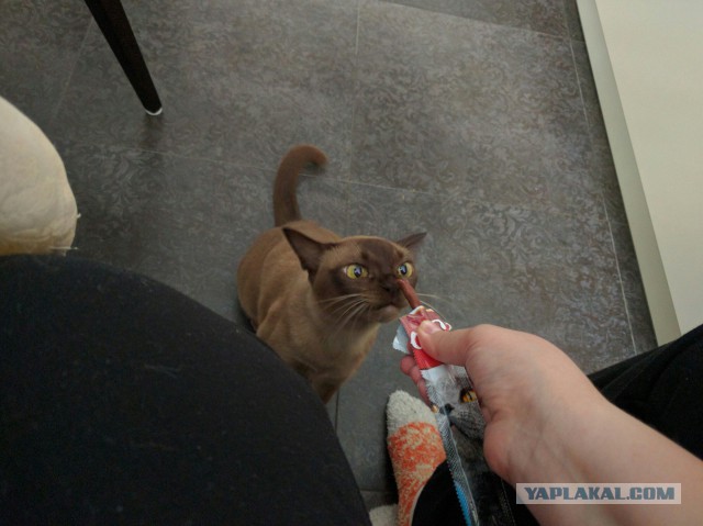 Котовторник 06.09.2016