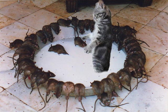 Коты из сети