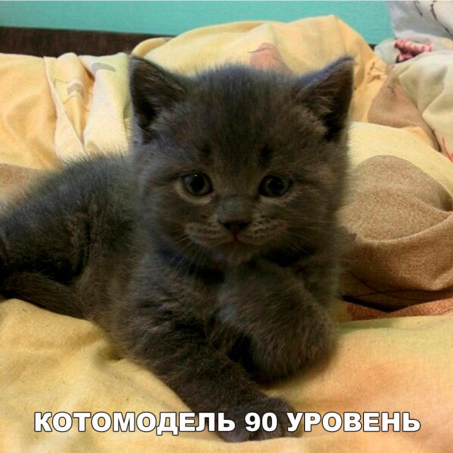 Коты и Кошки