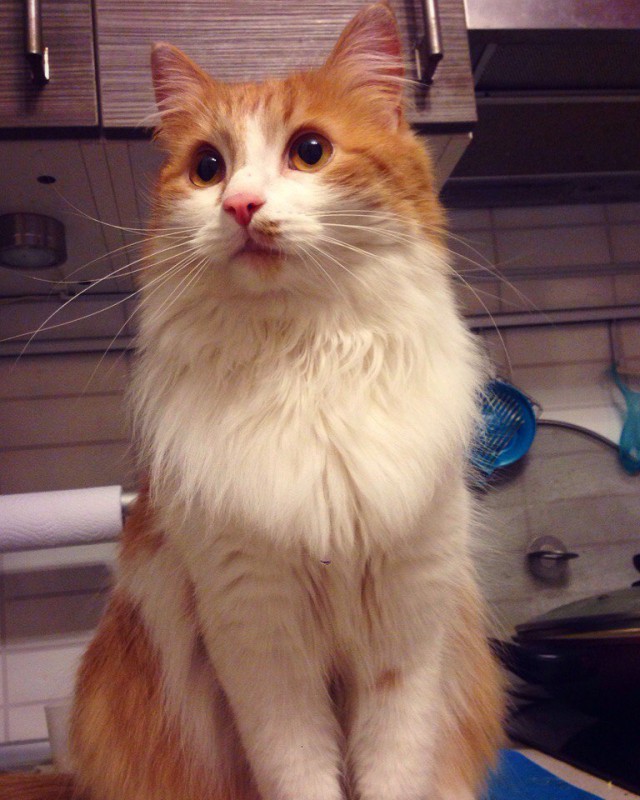 Коты и Кошки