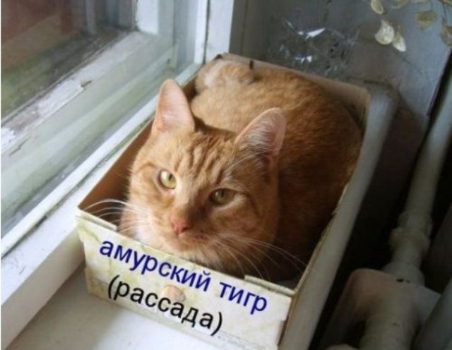 Подборка интересных и веселых картинок