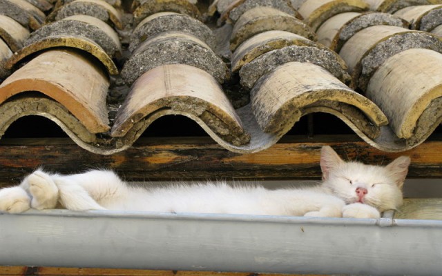 Коты и Кошки