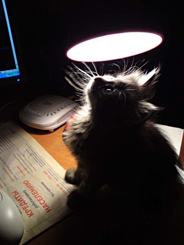 Котовторник 19.09.2017