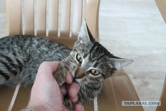 Котовторник  19.12.2017