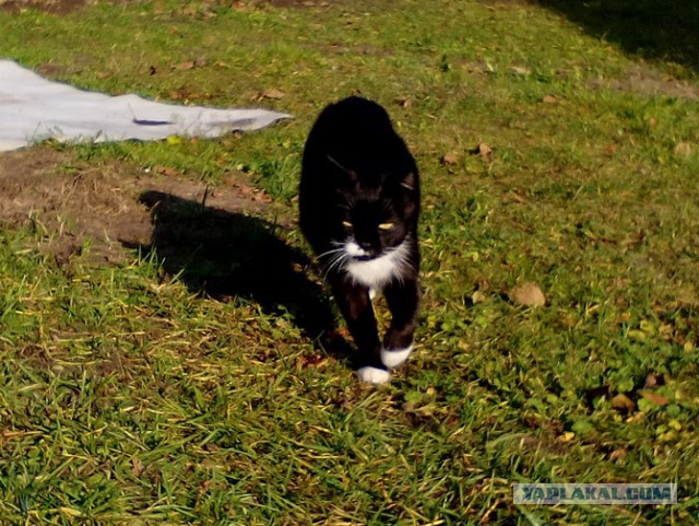 Котовторник 9.01.2018