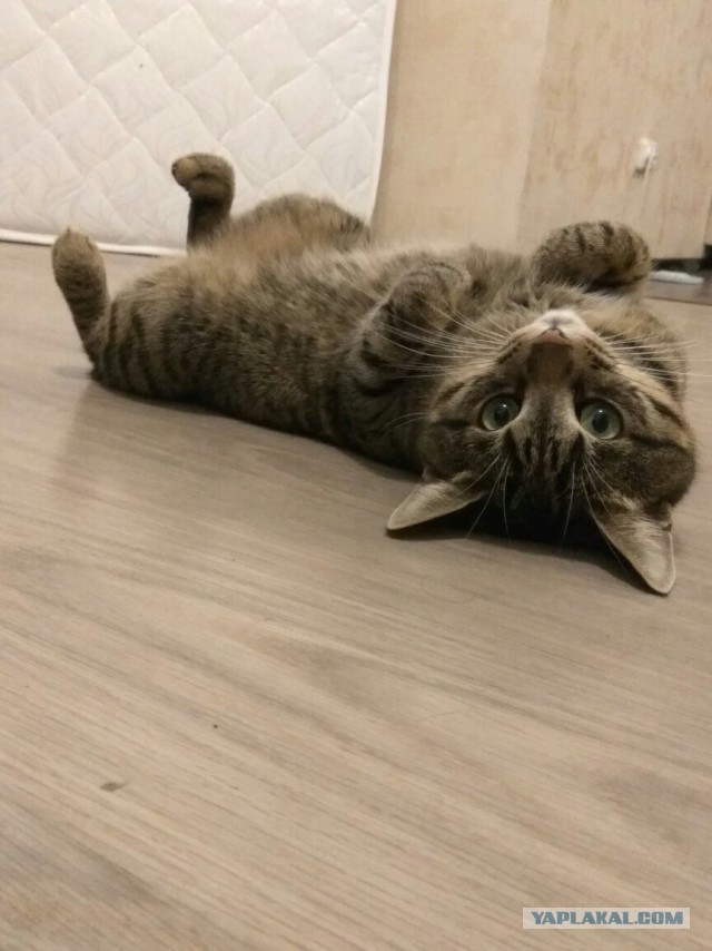Котовторник 20.02.18