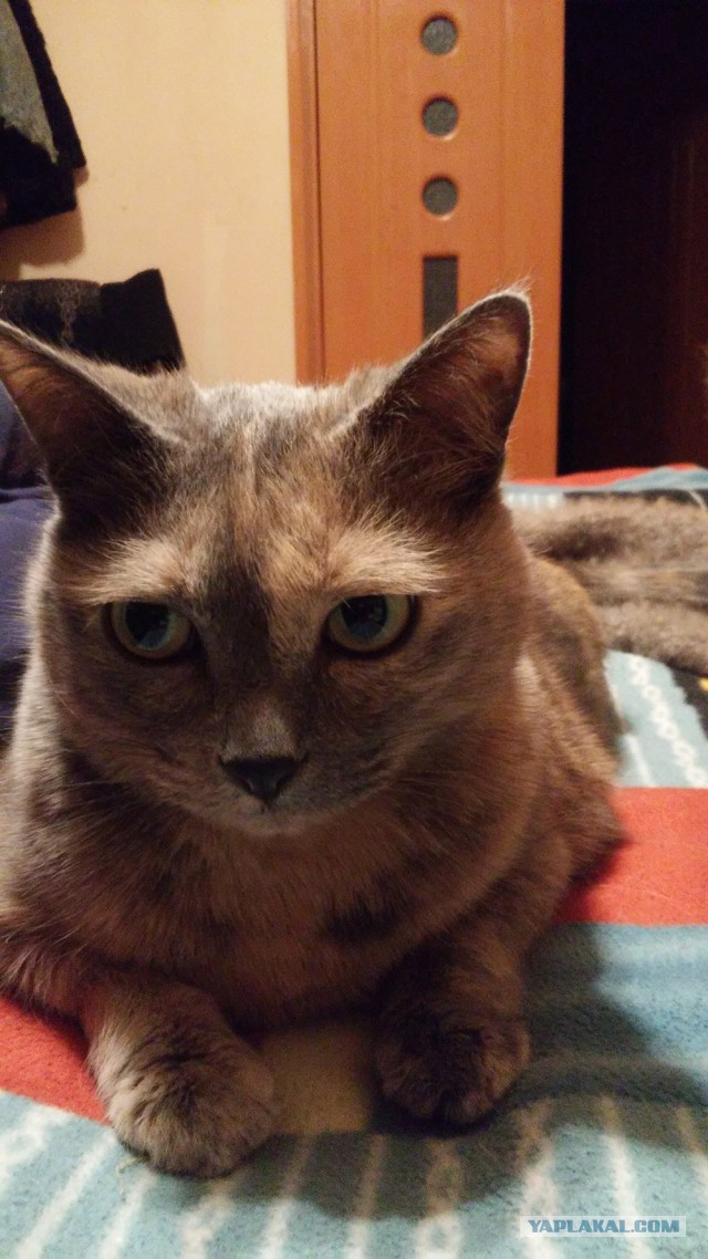Котовторник 29.5.18