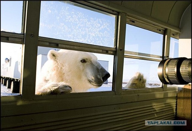 Репортаж о белых медведях (11 фото)