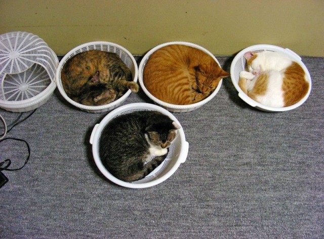 Котейкин вторник! Космический 12.04!