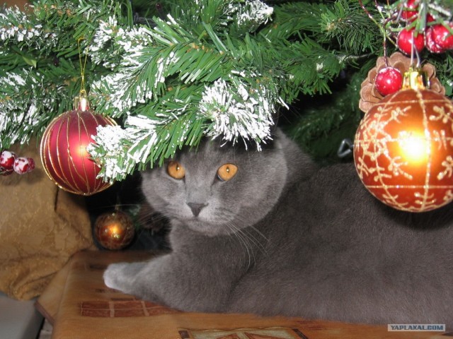 Это у котов-то эмоций не бывает?!