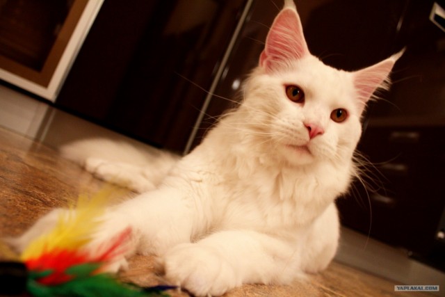 Сонный Котовторник