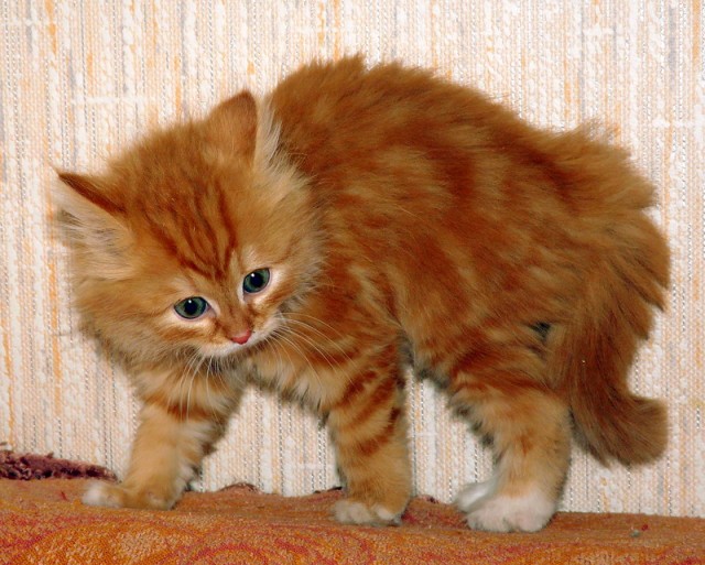 Котовторник!