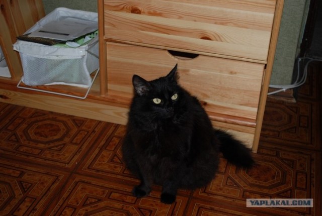 Котовторник 20.12.2011