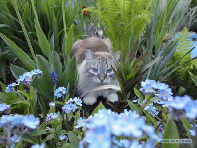 Котовторник 27.03.2012
