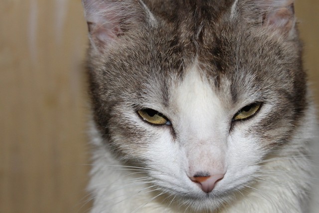 Котовторник (15.05.2012)