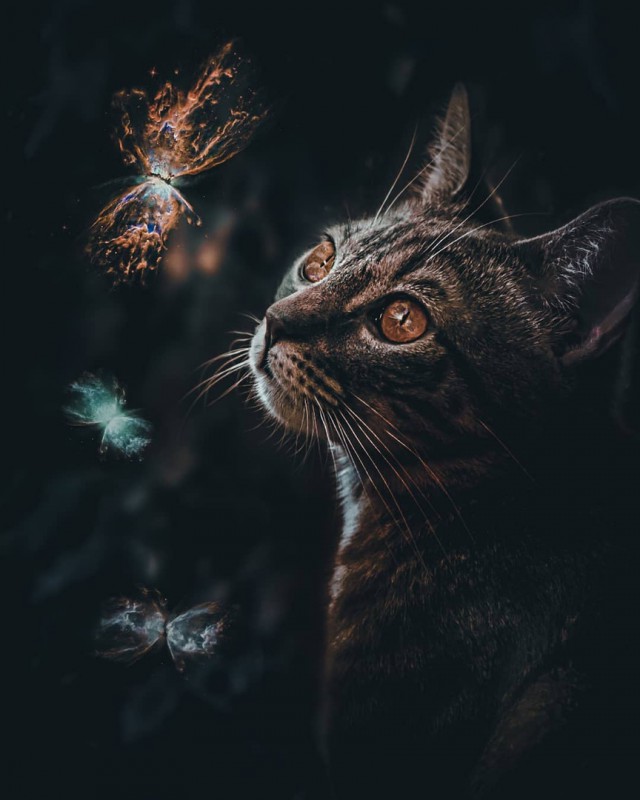 Прикольных котов пост