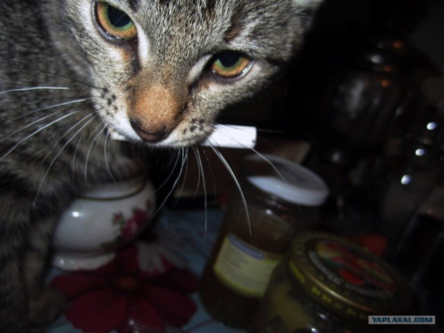 Котонянька и котовторник