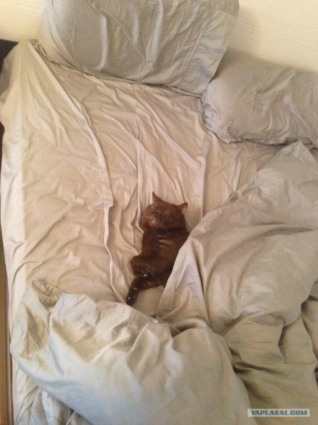 Котовторник 29.01.2013