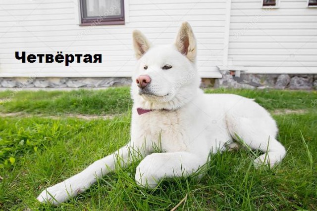 Пес Апокалипсиса. Питомник. И многое другое