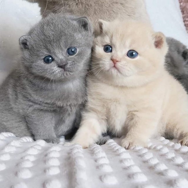 Забавные фото котеек