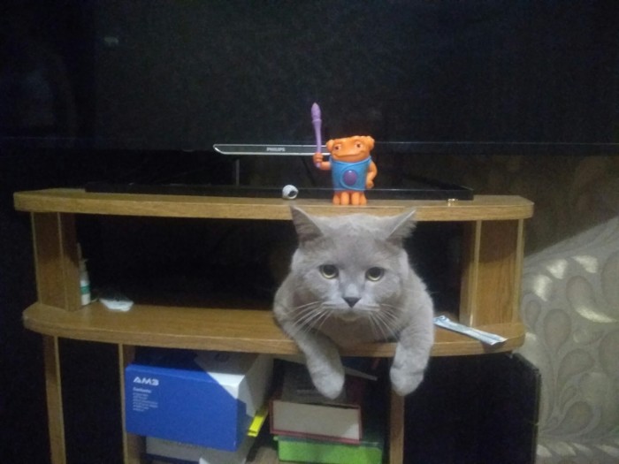 Химические котоэлементы