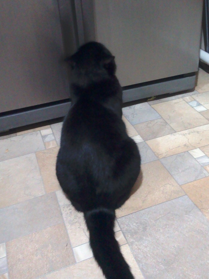 Начнем котоФторник?