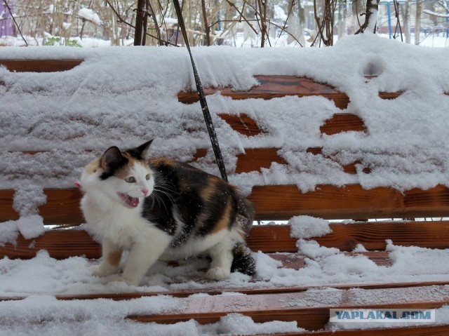 Котовторник *новогодний* 31/12/2019