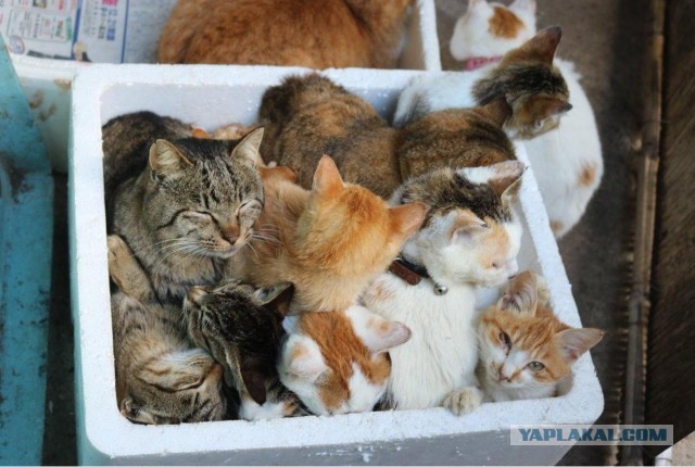 Смешные коты