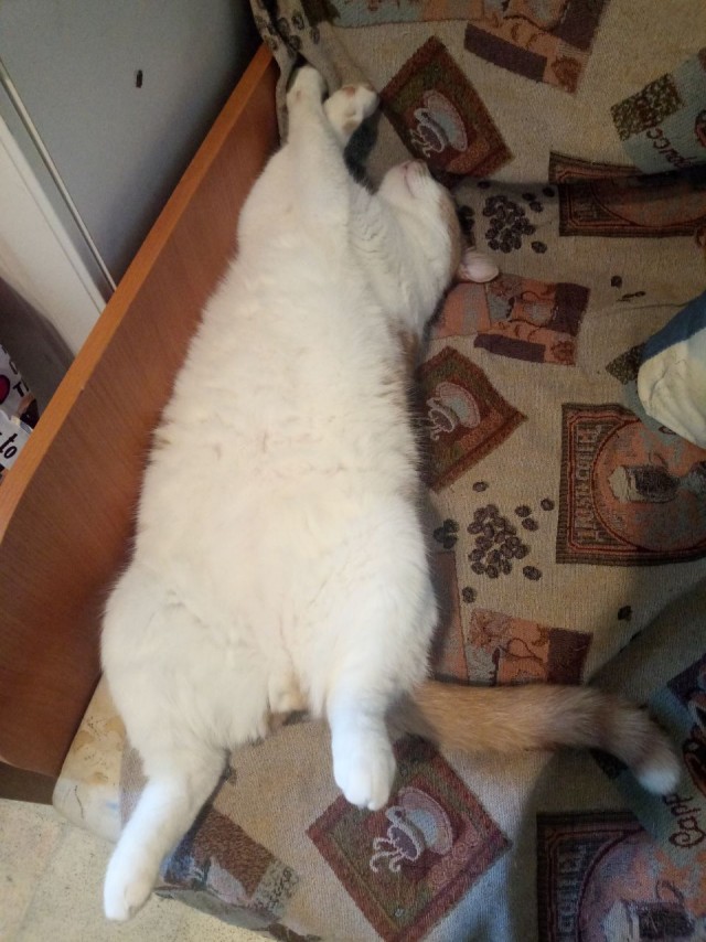 Котовторник?! Коты во вторник!