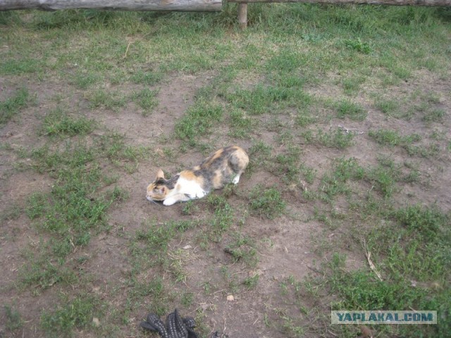 Жизнь домашнего приюта для котеек 305
