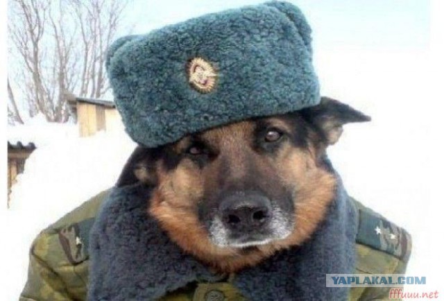 Собаки бывают