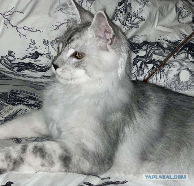 Домик для котейки